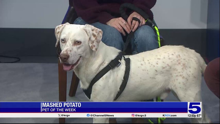 Pet of the Week: Mashed Potato