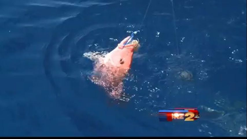 Groups sue feds for extending anglers' red snapper season