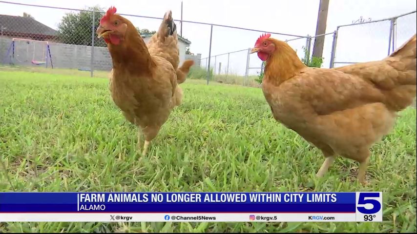 New ordinance bans farm animals within Alamo city limits