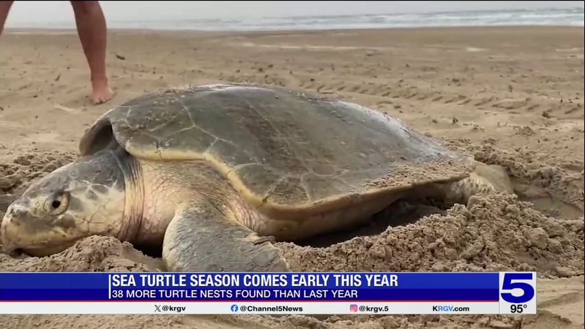 Sea Turtle Inc. reports turtle nests have increased compared to last year
