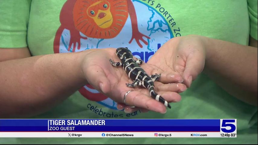 Zoo Guest: Tiger Salamander