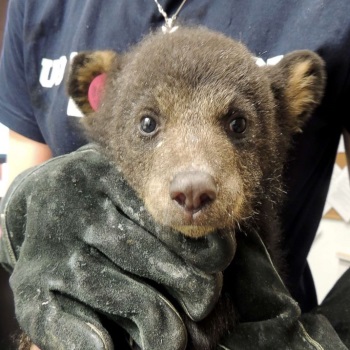 Trooper rescues cubs after mother bear struck, killed by car