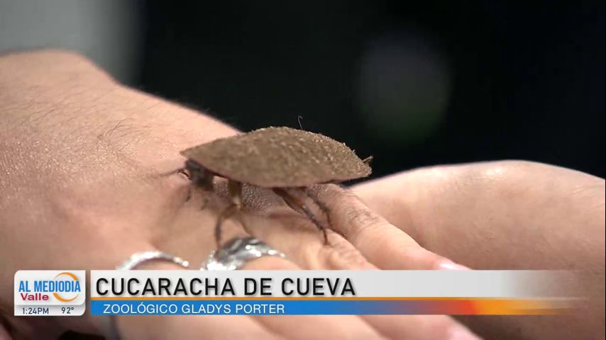 Desde el Zoológico: Conozca sobre la cucaracha gigante de cueva