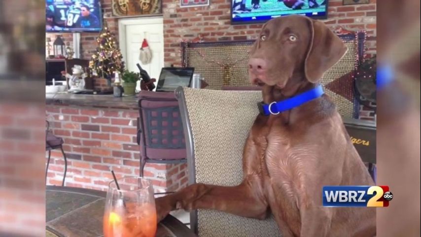Woman charged with theft, animal cruelty after dog left to die in ...