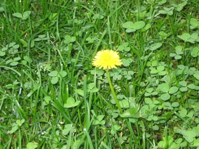 Keep Weeds Out of the Garden Using 'Green' Techniques