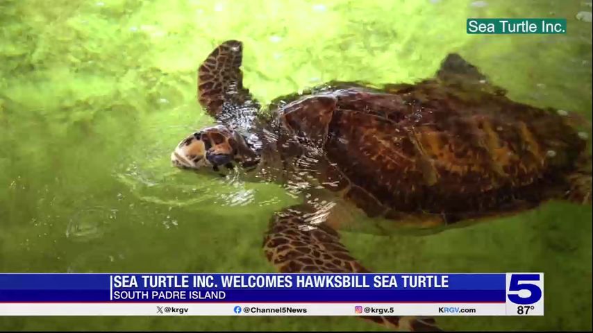 Sea Turtle Inc. at South Padre Island welcomes Hawksbill sea turtle