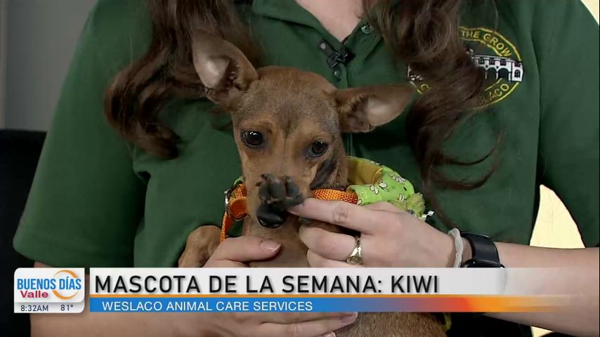 Comunidad: ¡Conozcan a la mascota de la semana, Kiwi!