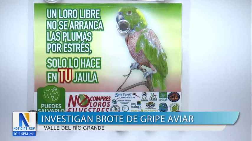 Investigan brote de gripe aviar en el Valle del Río Grande