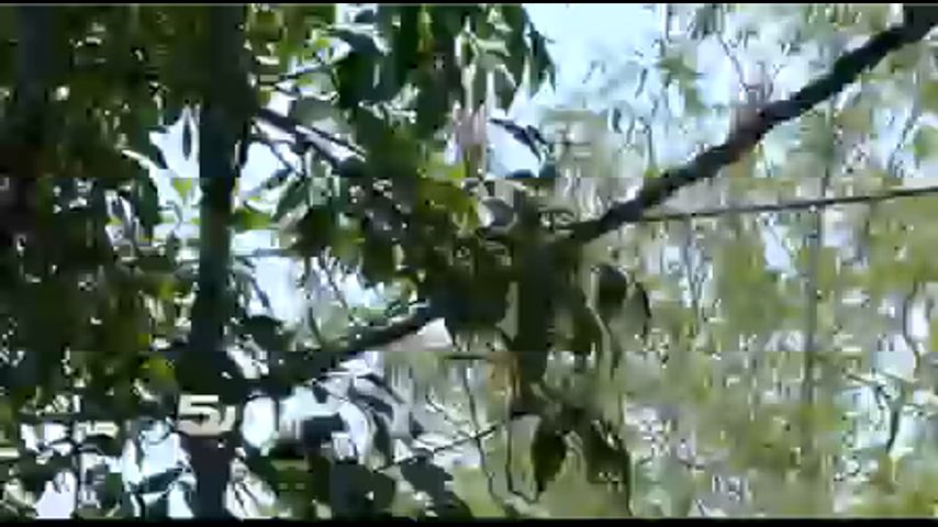 Disabled Man Thanks AEP for Fixing Power Line Issue