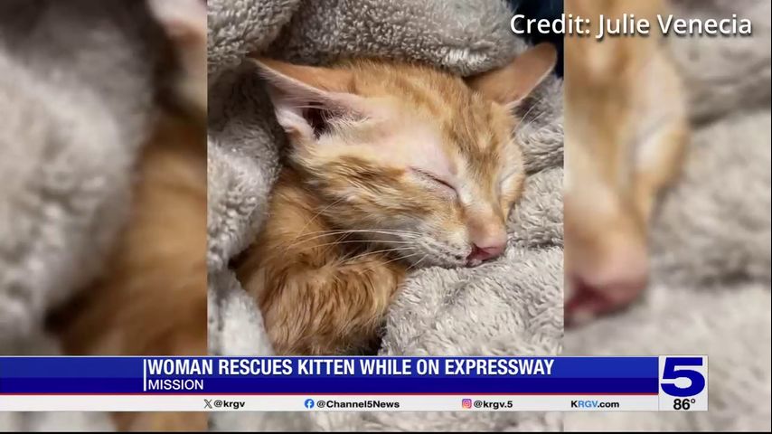 Driver rescues kitten stuck on the expressway in Mission