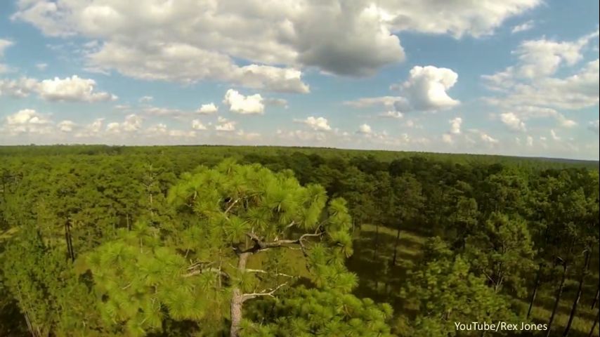 Restoring Longleaf Pines, Keystone Of Once Vast Ecosystems