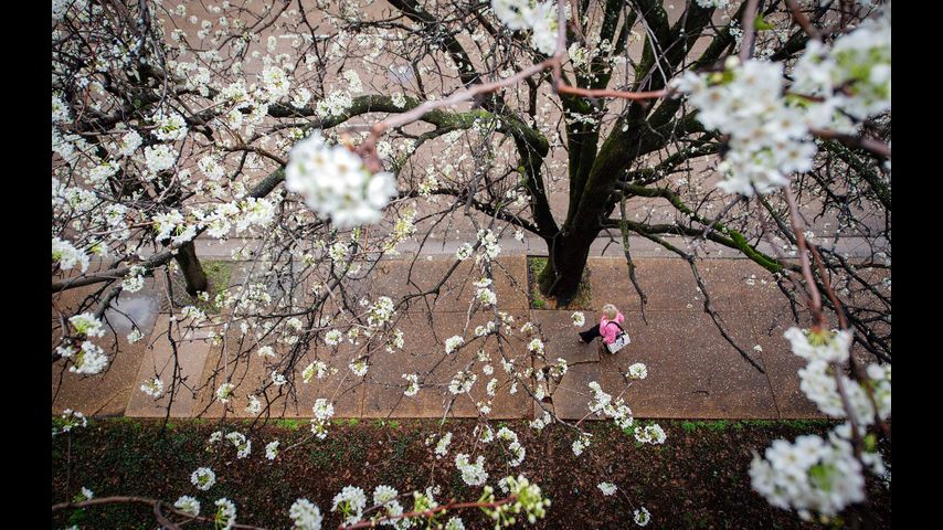 It’s not just you. Here’s why pollen allergies are worse than ever