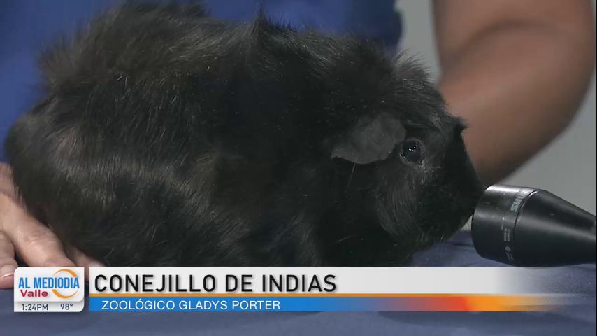 Desde el Zoológico: ¡Conozca al conejillo de indias!