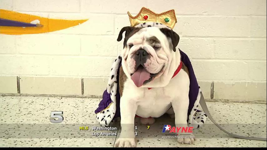 Gridiron Heroes: Zeus The Bulldog