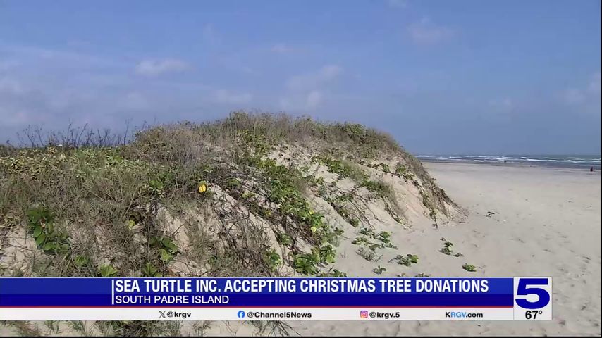 Sea Turtle Inc. accepting Christmas trees to reinforce sand dunes for sea turtle preservation