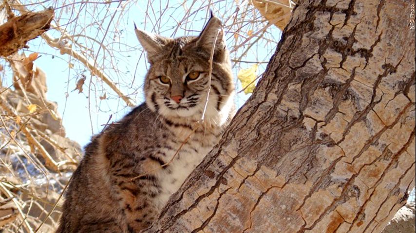 Bobcat euthanized after being spotted in McAllen neighborhood