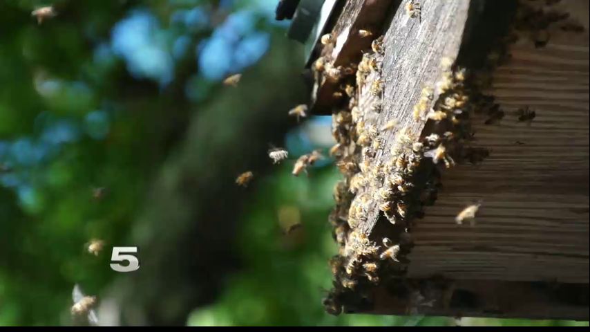 Bees cause big problem for McAllen family