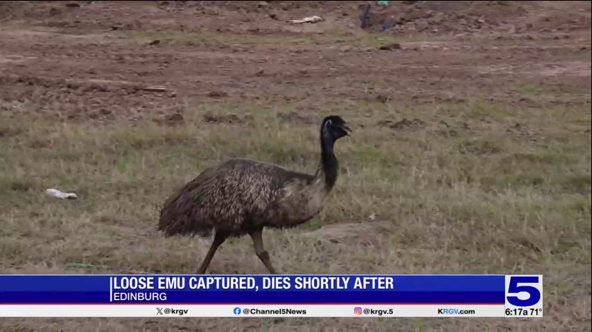 Edinburg police: Loose Emu dies after being captured