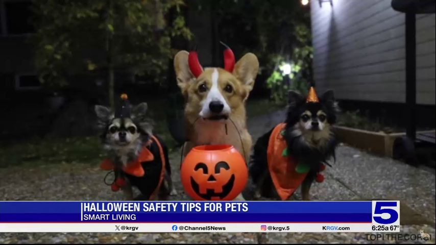 Smart Living: Halloween safety tips for pets