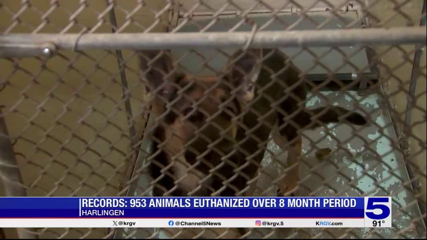 Records: 953 animals euthanized over 8-month period at Harlingen Animal Shelter