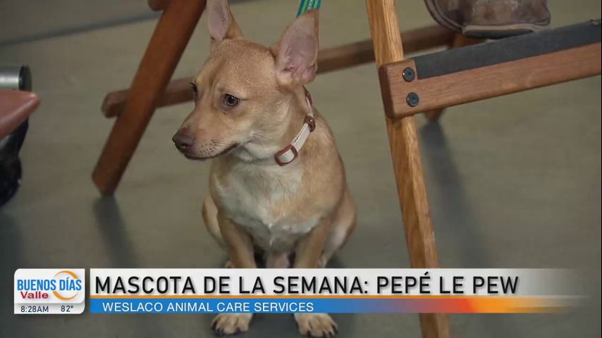 Comunidad: ¡Conozca a nuestra mascota de la semana, Pepe Le Pew!