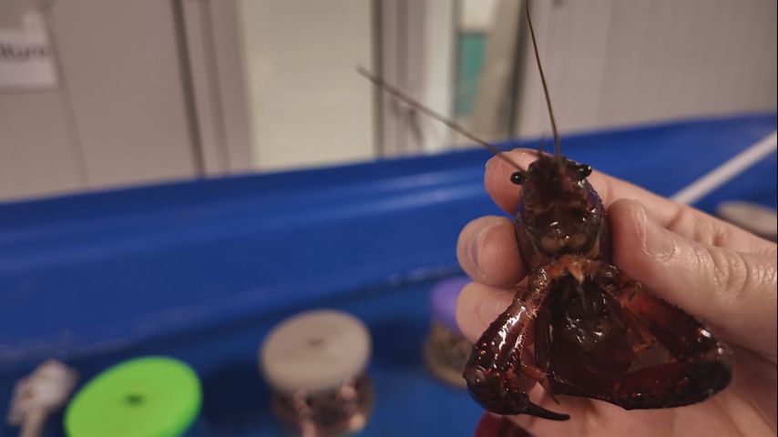 LSU AgCenter trying to preserve genetic material of Louisiana crawfish through cryogenic preservation