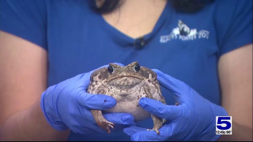 Zoo Guest: Marine Toad