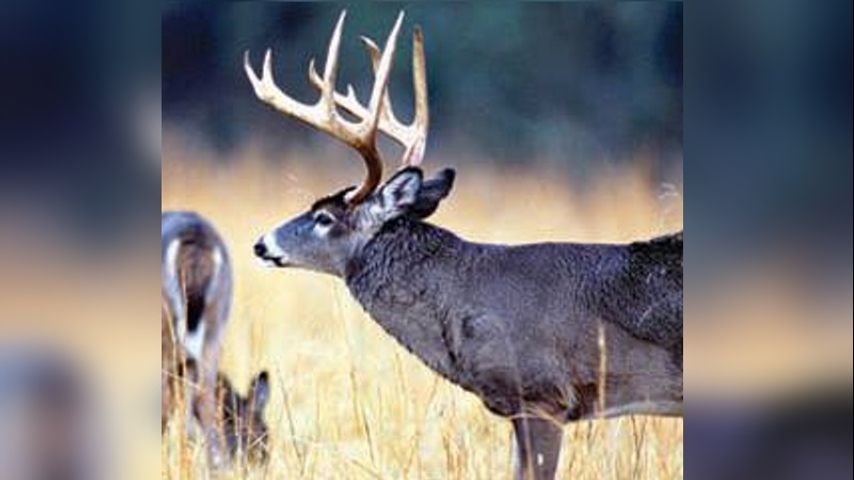 2 Louisiana men plead guilty to importing deer