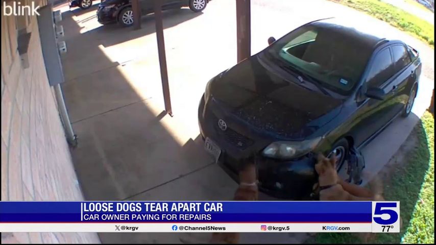 Video shows loose dogs tearing apart car in Pharr neighborhood