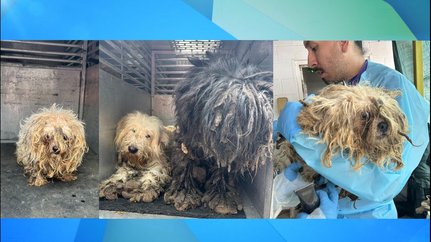 Dos personas bajo custodia tras rescate de casi 90 perros mal cuidados en una casa de McAllen