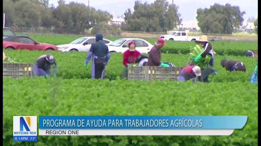 Region One ofrece ayuda financiera a trabajadores agrícolas
