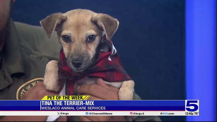 Pet of the Week: Tina, the Terrier-mix