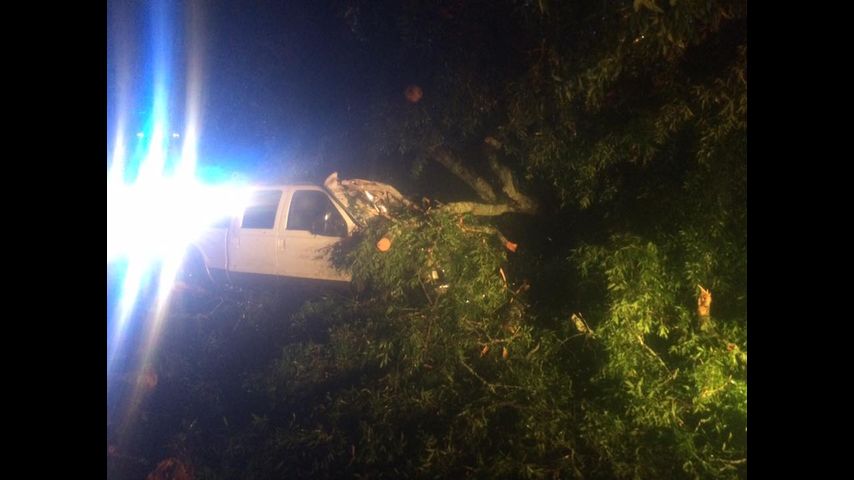Tree falls on pickup truck near Pride