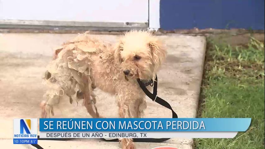 Mascota perdida y su dueño se reúnen en Edinburg después de 1 año