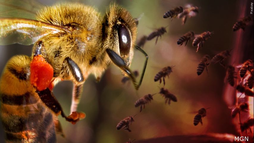 Two people in critical condition after separate bee attack in Edinburg