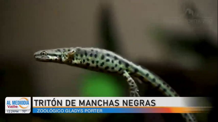 Gladys Porter Zoo nos presenta al Tritón de Manchas Negras