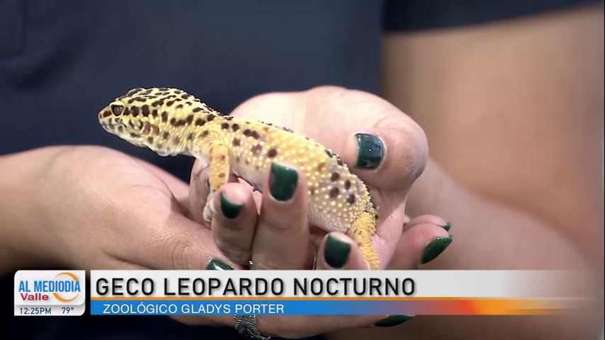 Desde el Zoológico: El gecko leopardo nocturno