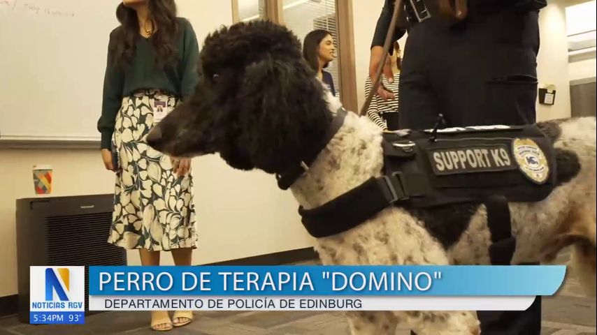 Domino, el nuevo perro de terapia del departamento de policía de Edinburg