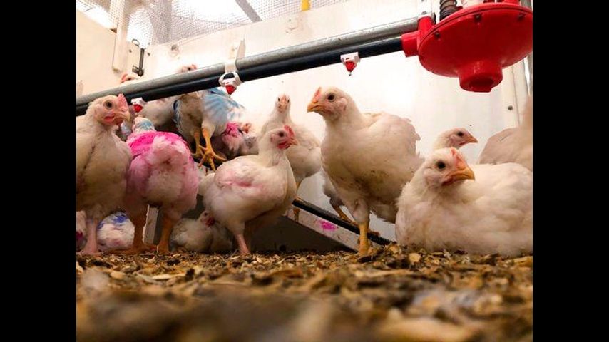 What makes chickens happy? Nobody is quite sure