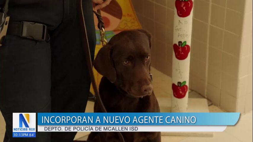 Nuevo oficial canino de apoyo emocional se une a McAllen ISD