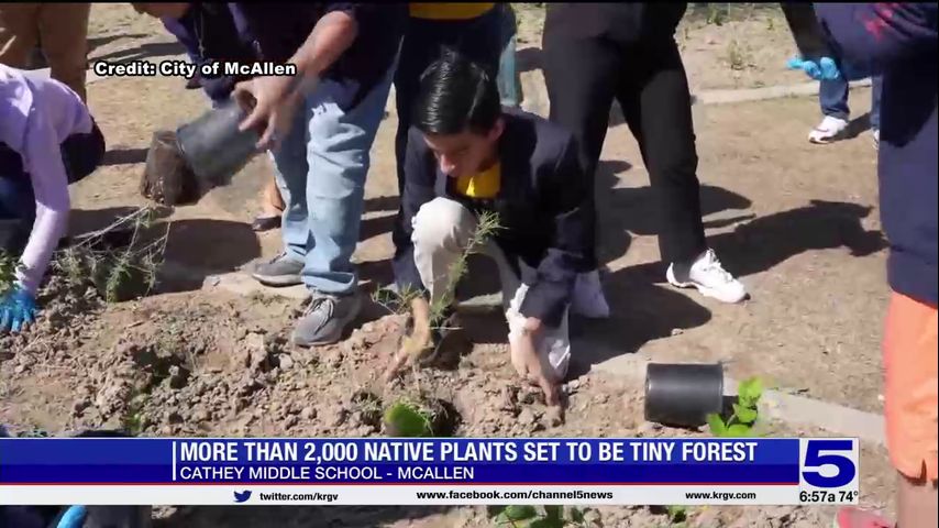 More than 2,000 native plants to be planted for McAllen 'tiny forest'