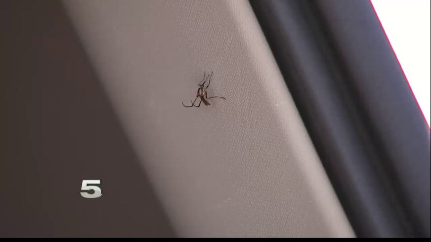 Raymondville Begins Spraying for Mosquitoes following Flooding