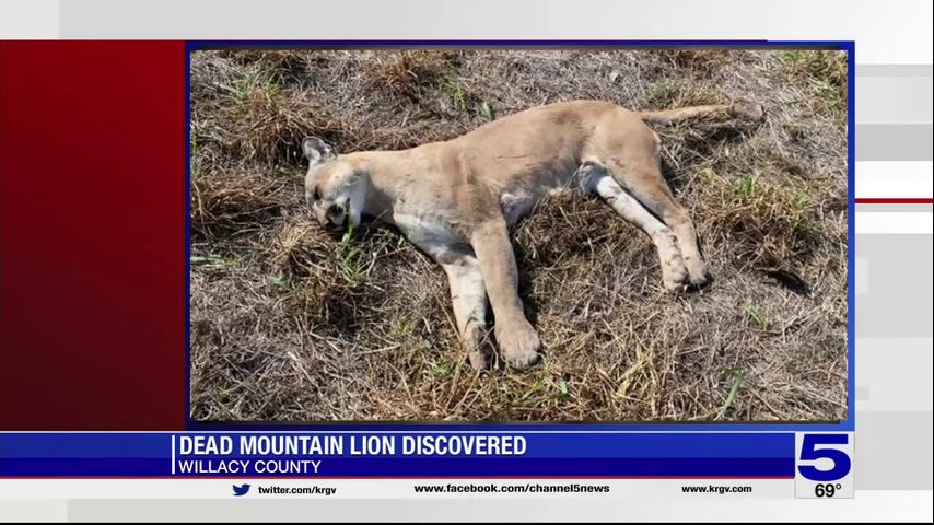 Dead mountain lion found in Cameron County