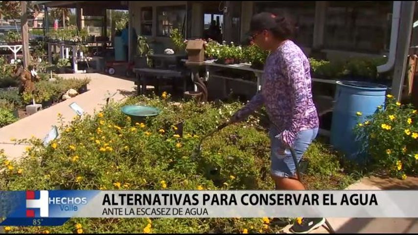 Alternativas para conservar agua en jardines