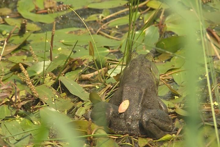 Frog hunting season hops into Missouri