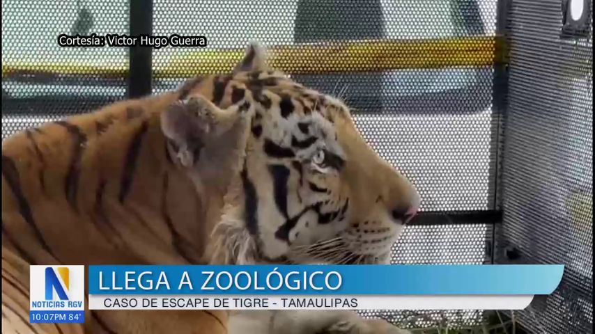 Tigre de bengala llega finalmente a zoológico en Tamaulipas