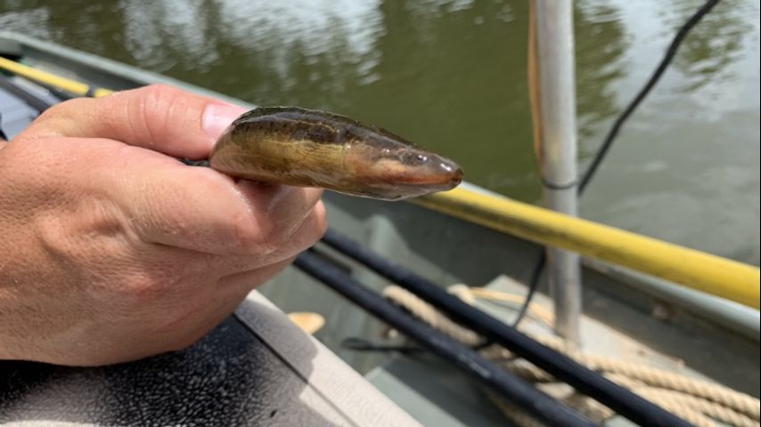 Invasive Asian swamp eel found in Louisiana waterway