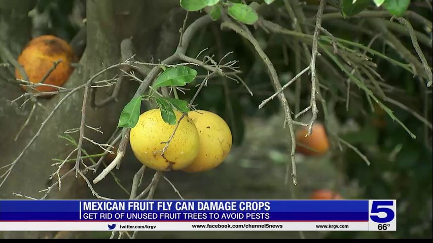 Valley citrus growers asking residents to get rid of unused fruits to avoid Mexican Fruit Fly