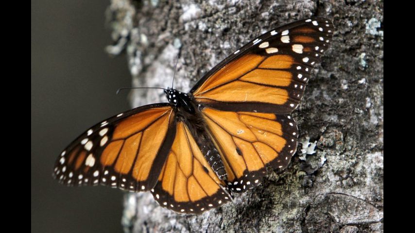 México: Presidente lamenta muerte de defensor de mariposas