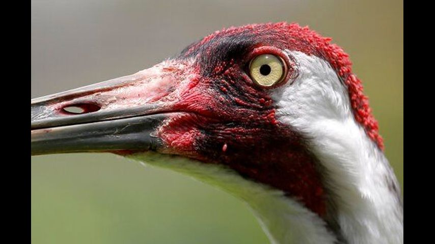 Celeb or stranger? Study weighs Americans' interest in birds